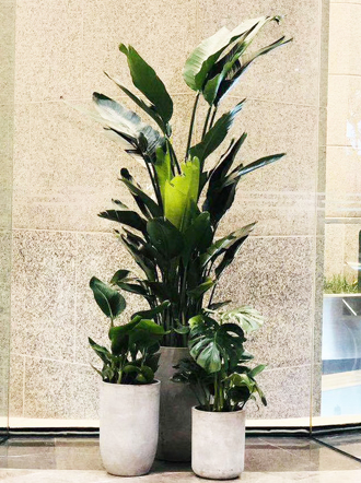 �����̻�����ֲ��